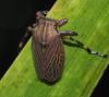 354958 – Photo : Bernard Perthuis – Guyane française